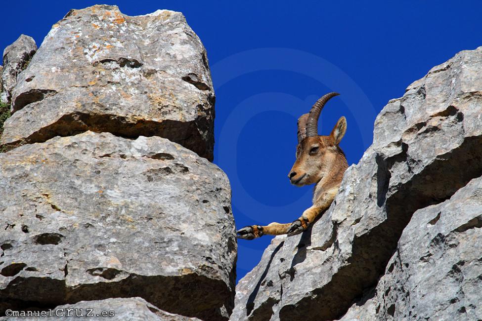 Cabra montesa (Capra pyrenaica)
